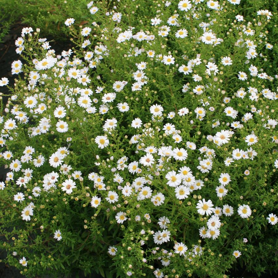 Aster (Symphyotrichum) novi-belgii Snowball