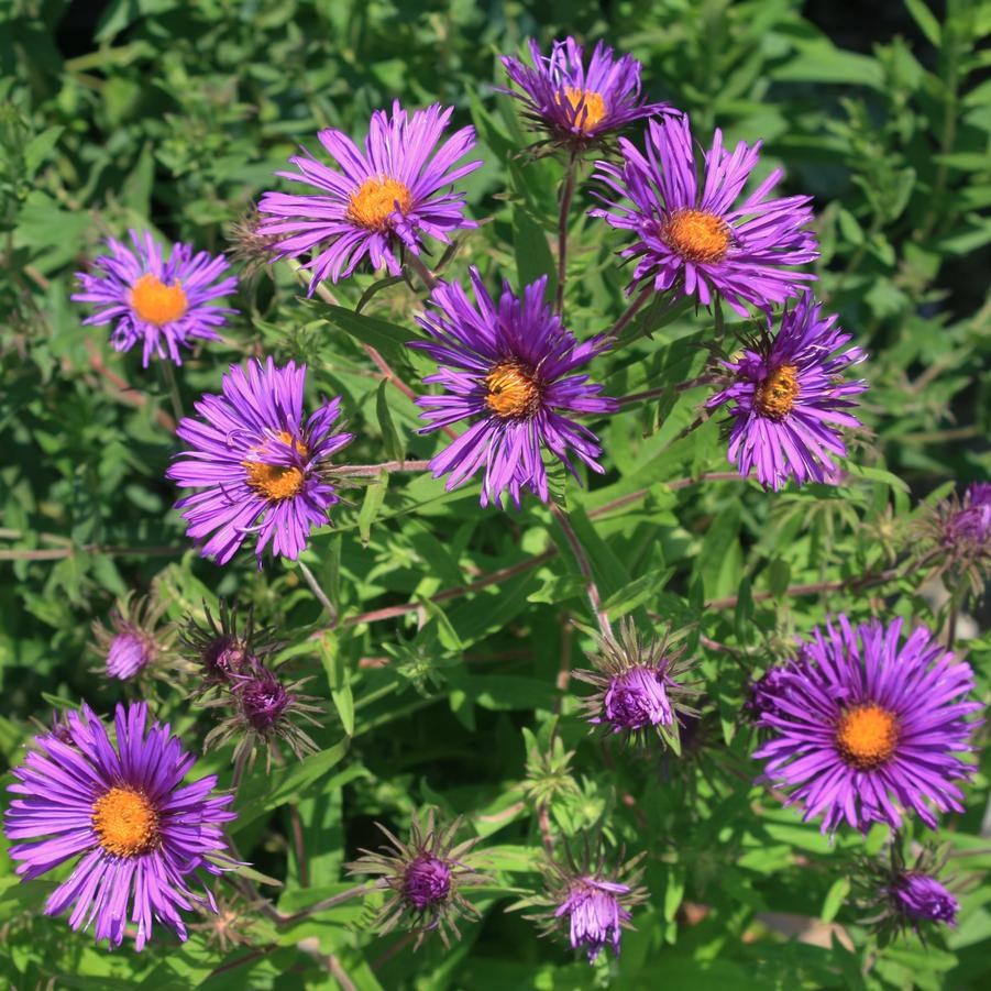 Aster (Symphyotrichum) novae-angliae Hella Lacy