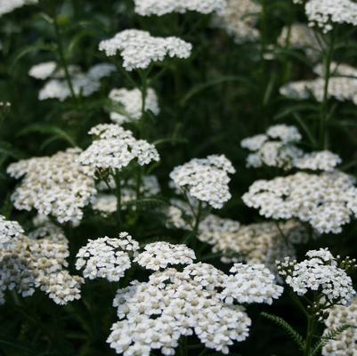 Achillea millefolium New Vintage™ White