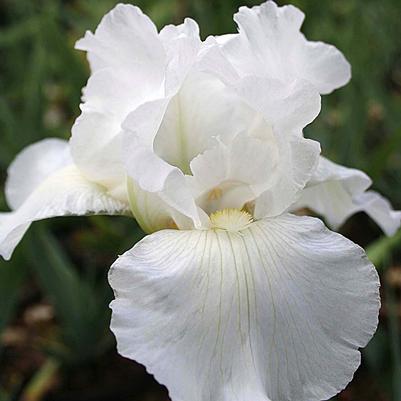 Iris germanica Immortality