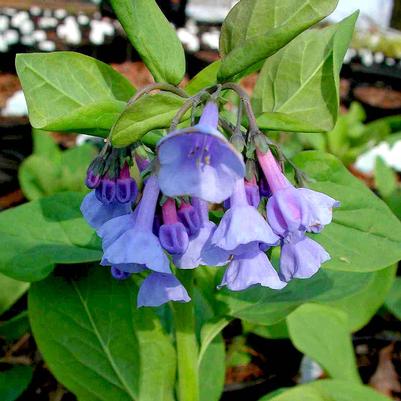 Mertensia virginica 