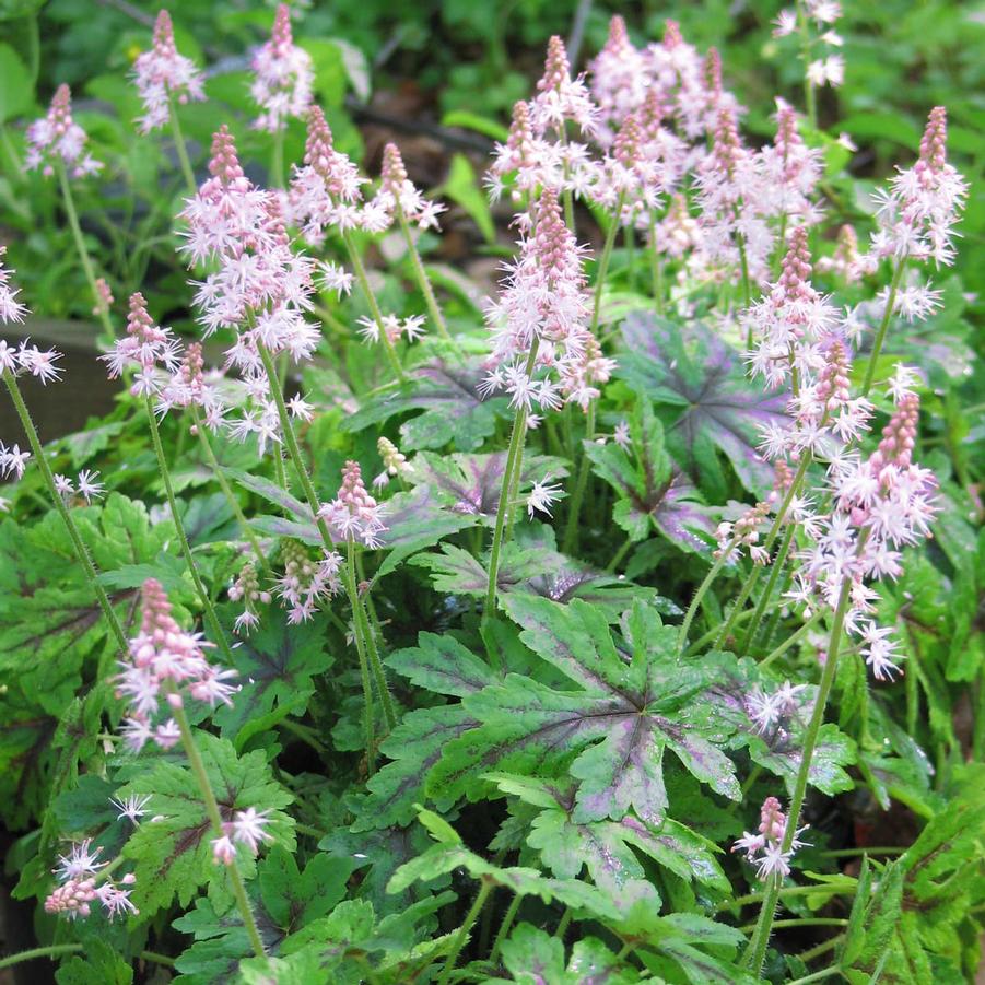 Tiarella Elizabeth Oliver