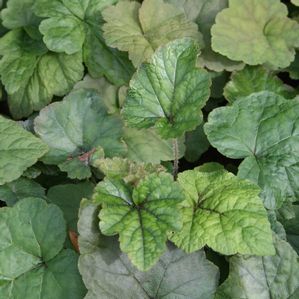 Tiarella cordifolia 