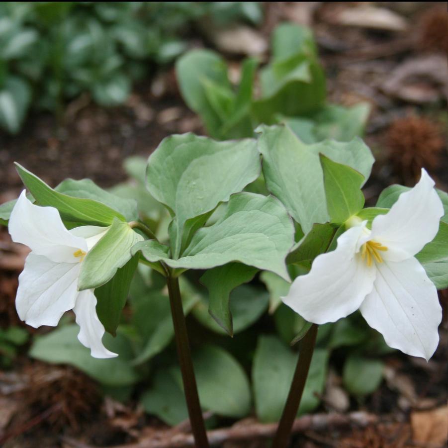 Trillium grandiflorum 