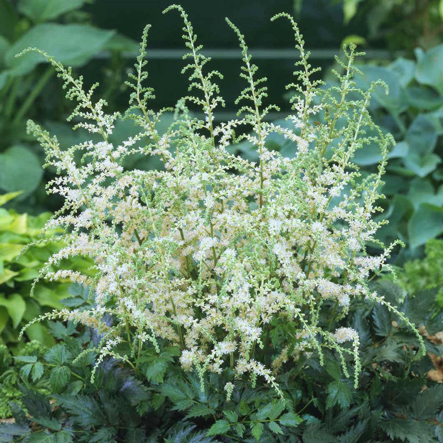 Astilbe simplicifolia Darwin's Snow Sprite