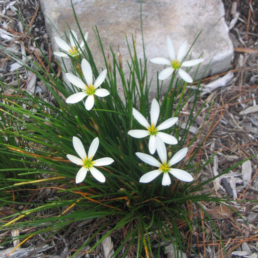 Zephyranthes candida 