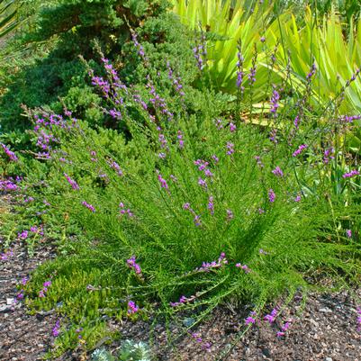 Liatris microcephala 