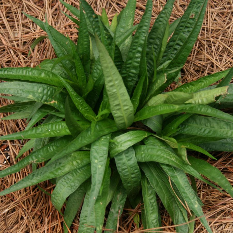 Carex plantaginea 