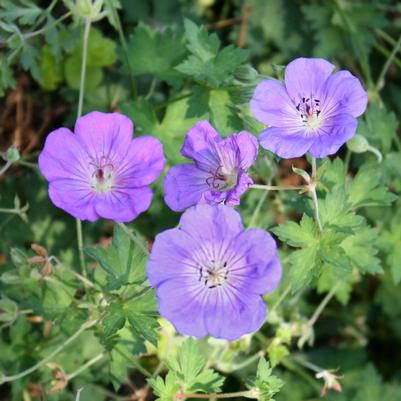 Geranium Rozanne