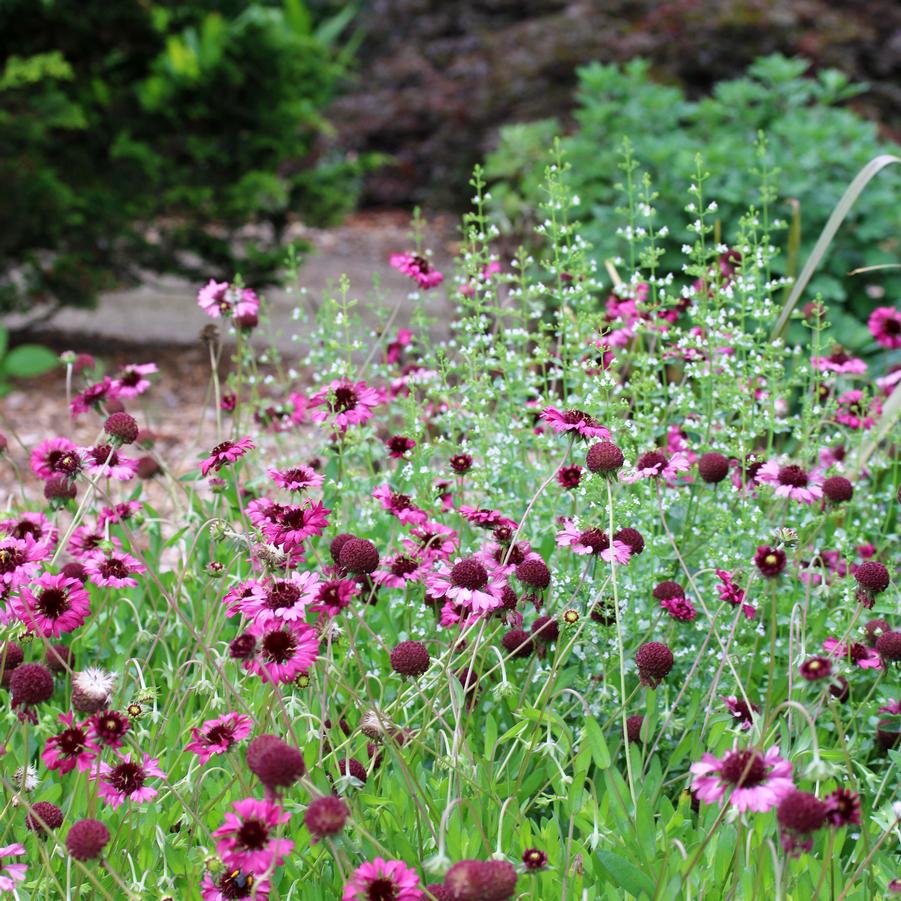 Gaillardia aestivalis Grape Sensation