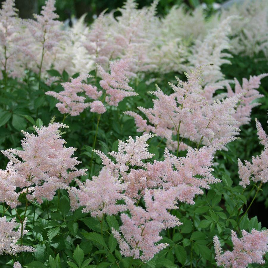 Astilbe japonica Peach Blossom