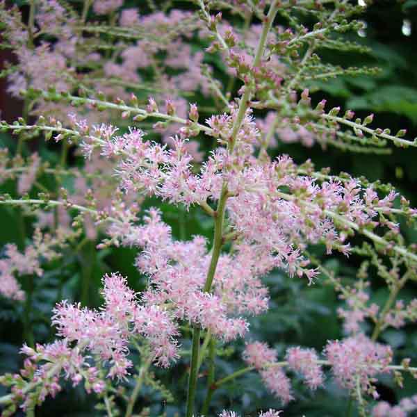 Astilbe simplicifolia Hennie Graafland