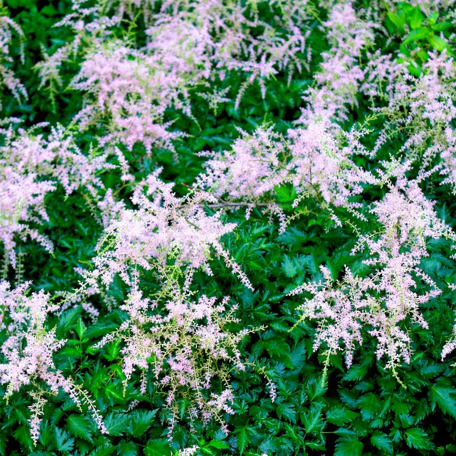 Astilbe simplicifolia Sprite