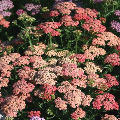 Achillea millefolium Apricot Delight