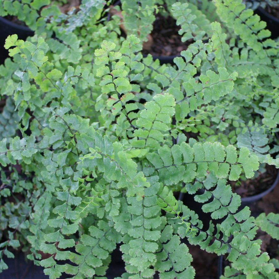 Adiantum pedatum 