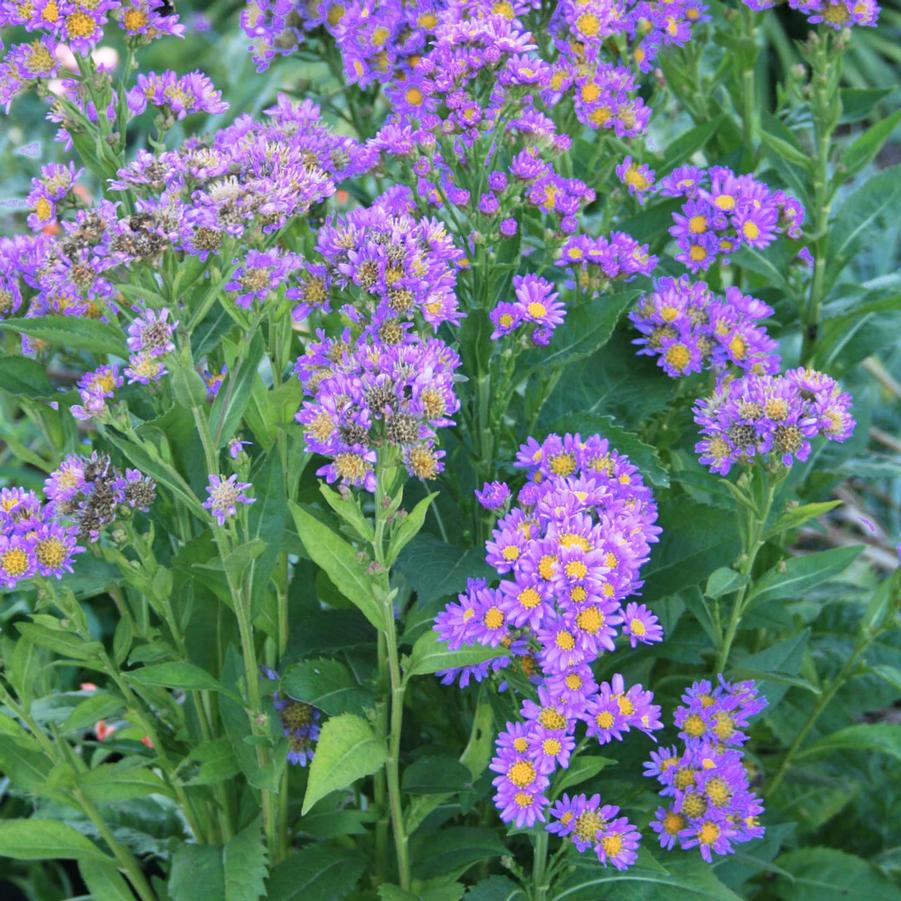 Aster tataricus Jindai