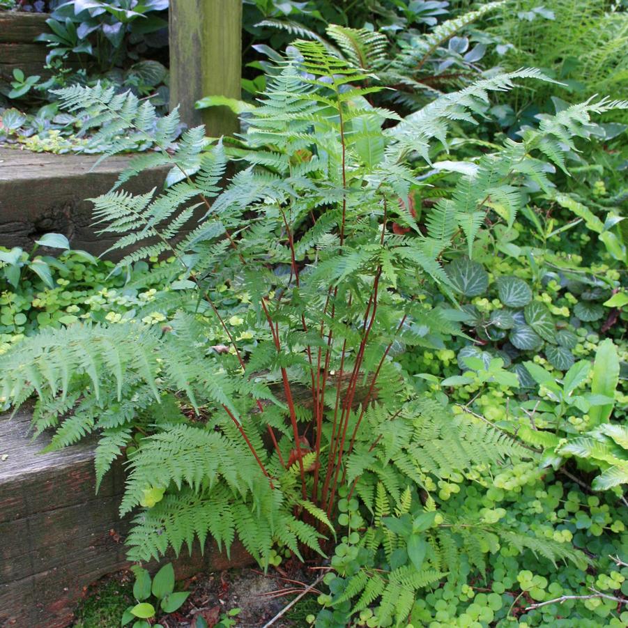 Athyrium angustum forma rubellum Lady in Red