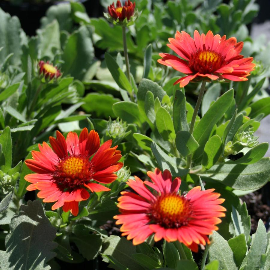 Gaillardia grandiflora Arizona Red Shades