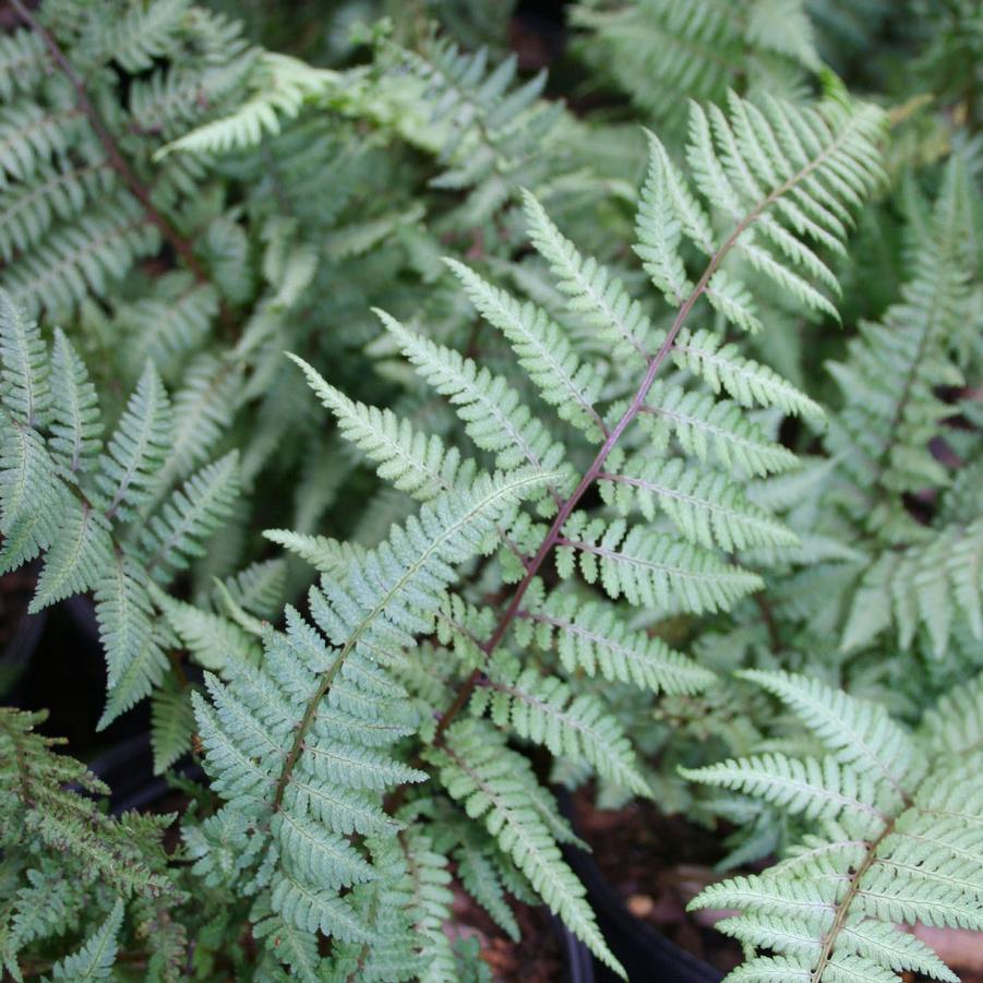 Athyrium niponicum Ghost