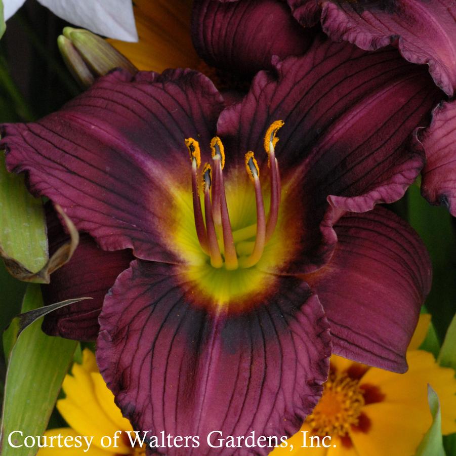 Hemerocallis Little Grapette