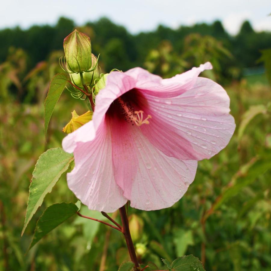 Hibiscus militaris 