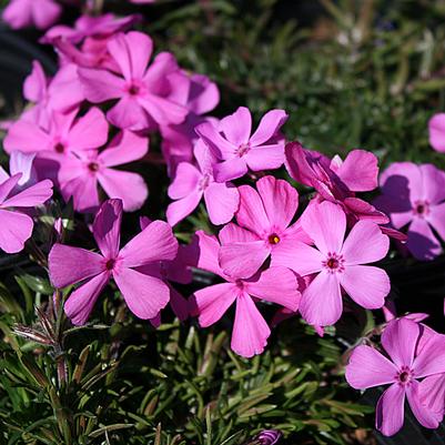 Phlox subulata Drummond's Pink