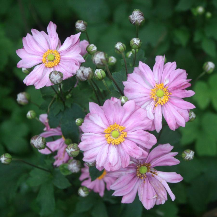 Anemone hupehensis Pretty Lady Emily