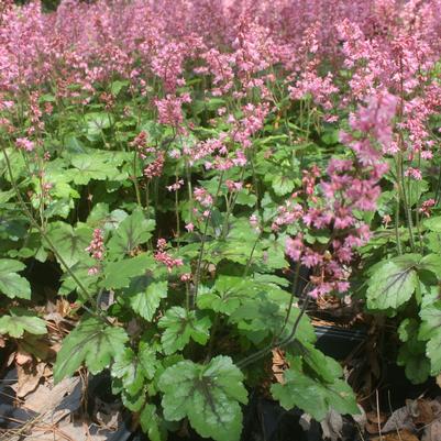 Heucherella Pink Revolution