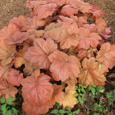 Heuchera villosa Southern Comfort