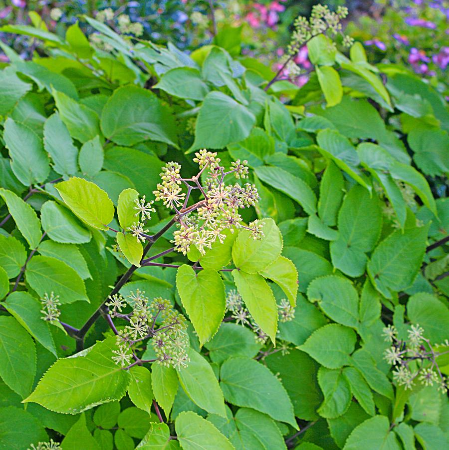 Aralia cordata Sun King