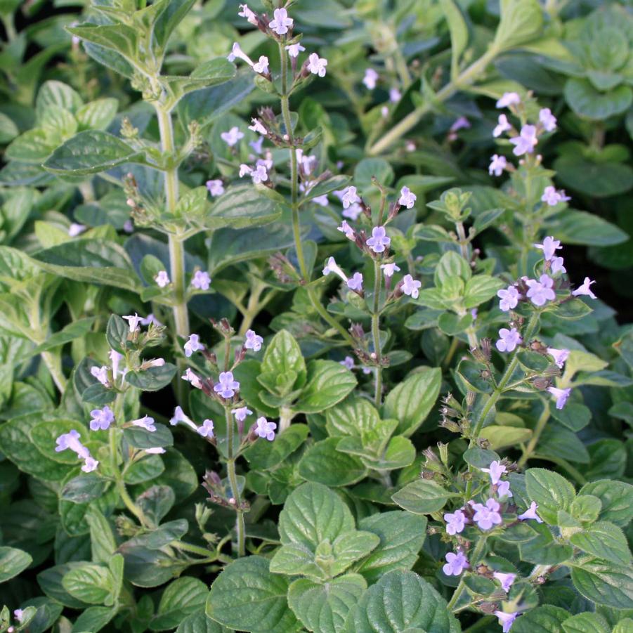 Calamintha nepeta Blue Cloud