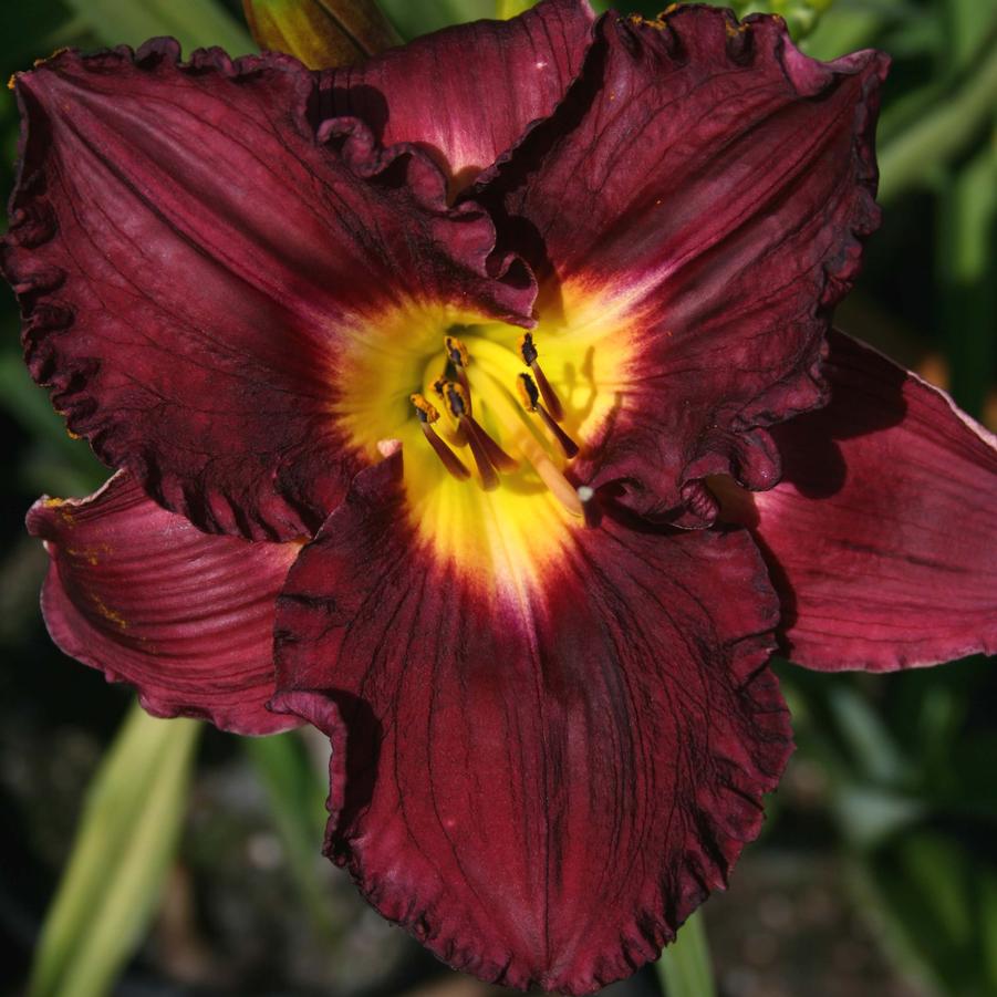 Hemerocallis Nosferatu