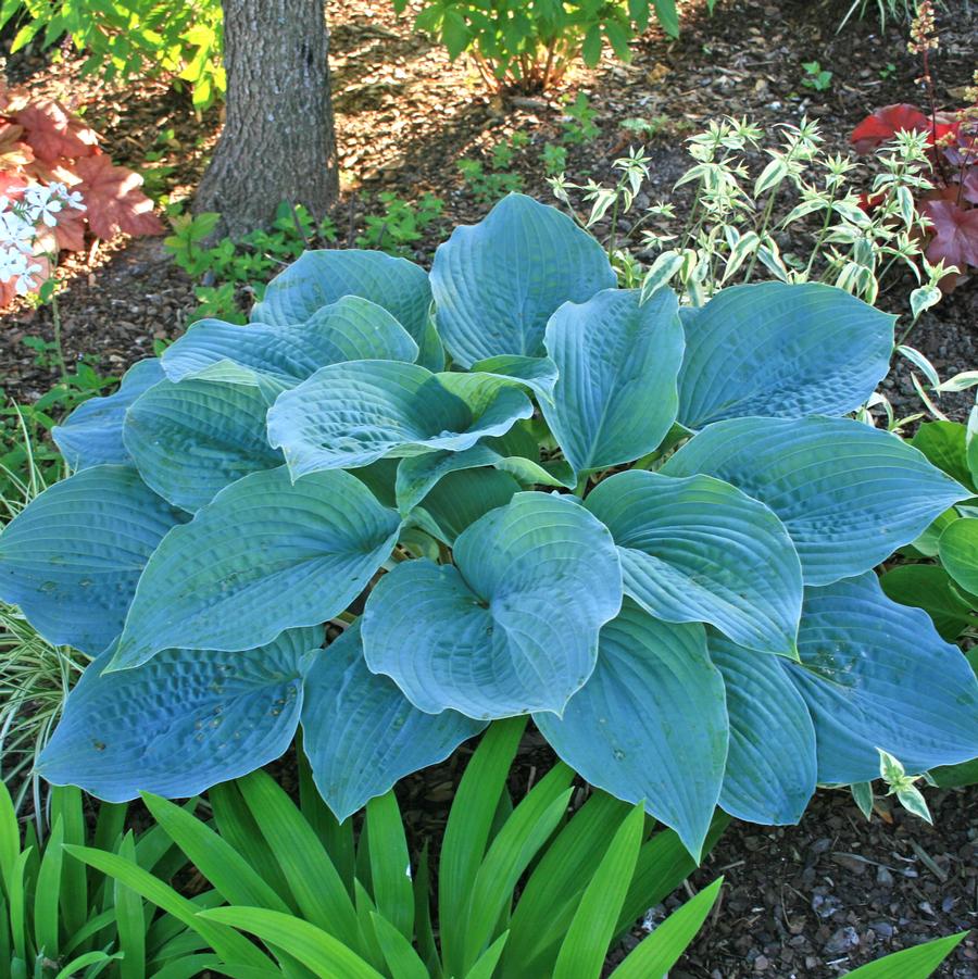 Hosta Blueberry Muffin