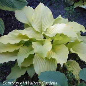 Hosta Dancing Queen