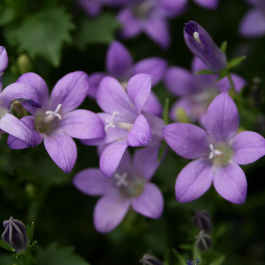 Campanula portenschlagiana Birch Hybrids