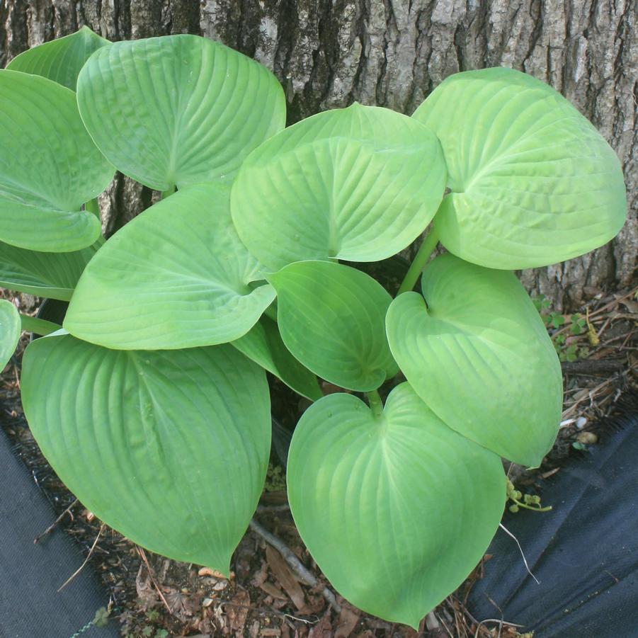 Hosta Humpback Whale