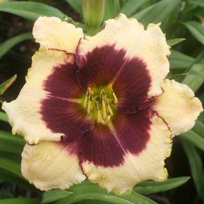 Hemerocallis Blackthorne