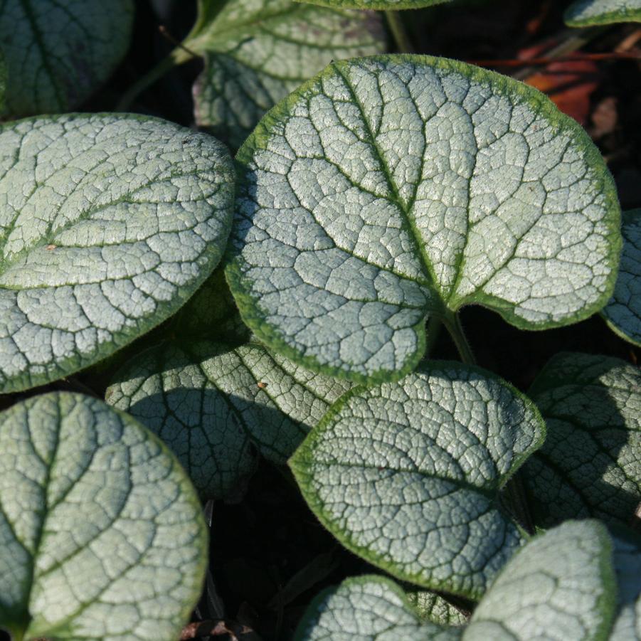 Brunnera macrophylla Silver Heart