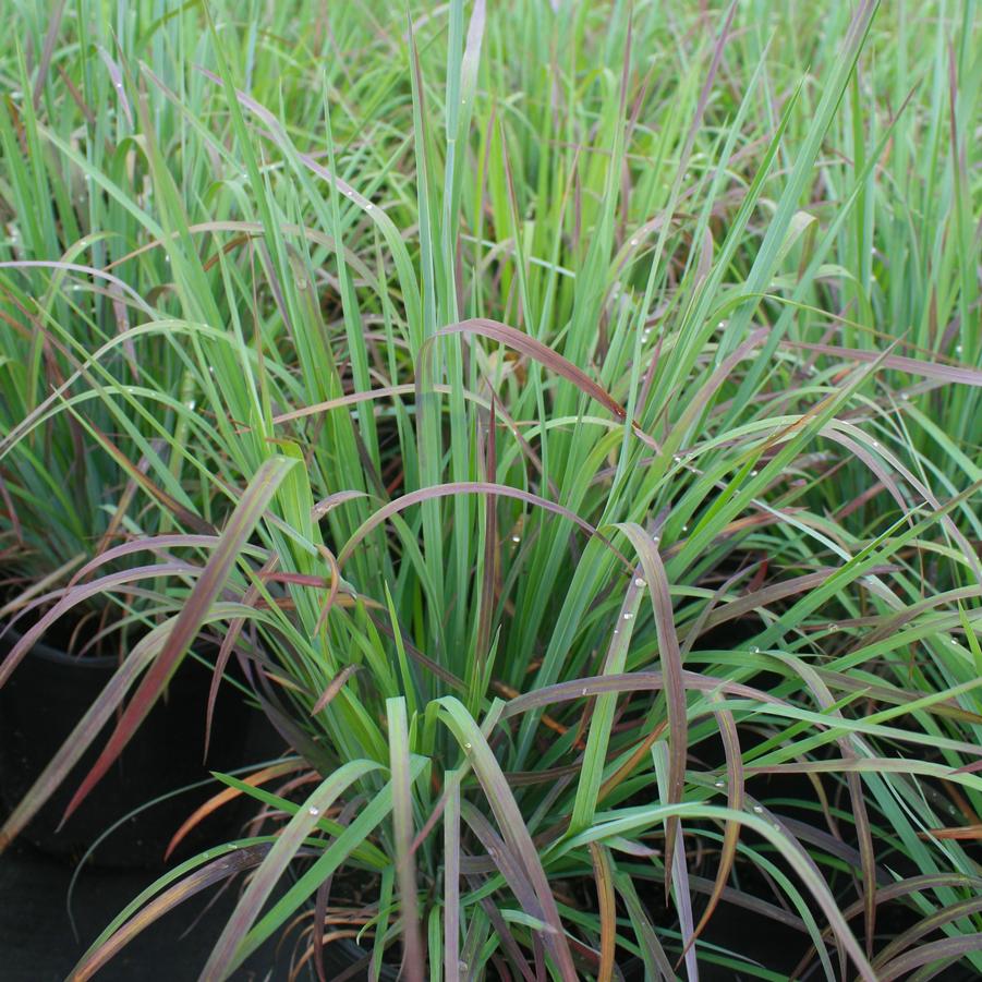 Schizachyrium scoparium Standing Ovation