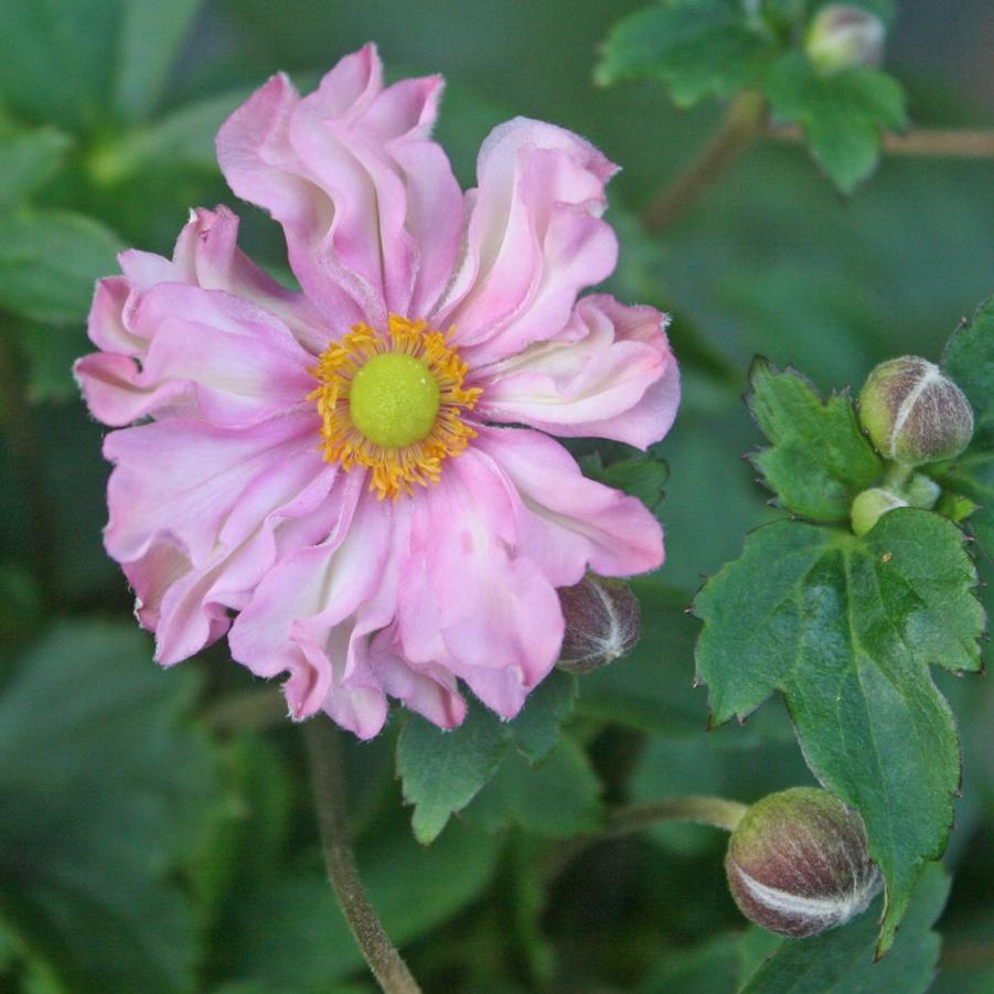 Anemone japonica Fantasy Fantasy Pocohontas