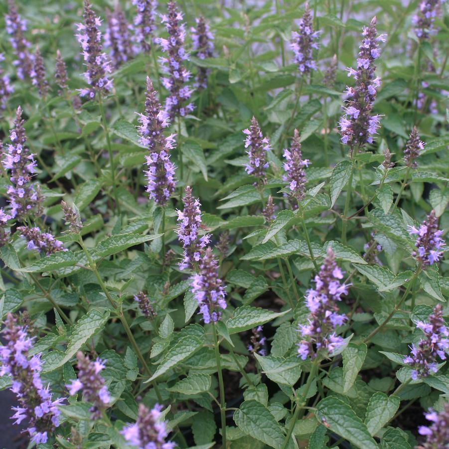 Agastache rugosa Little Adder