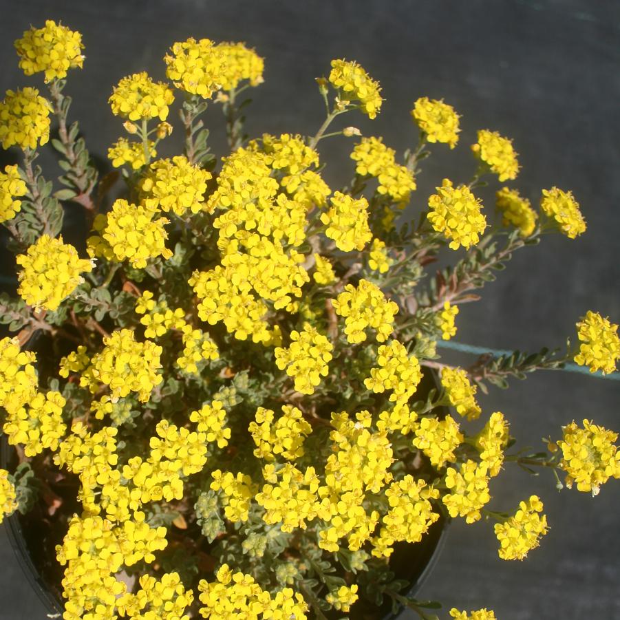 Alyssum (Aurinia) wulfenianum Golden Spring