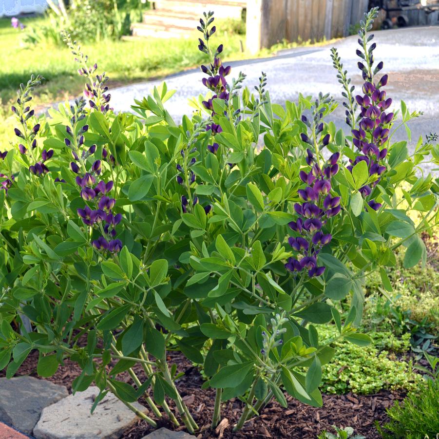 Baptisia Grape Taffy