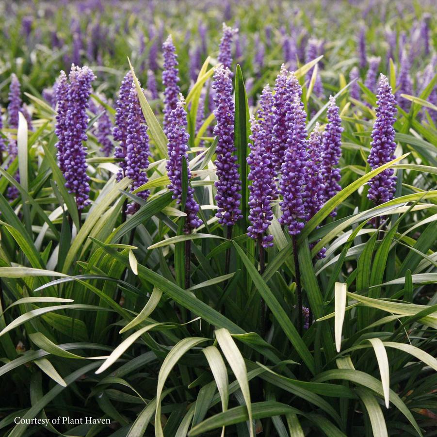 Liriope muscari Purple Explosion