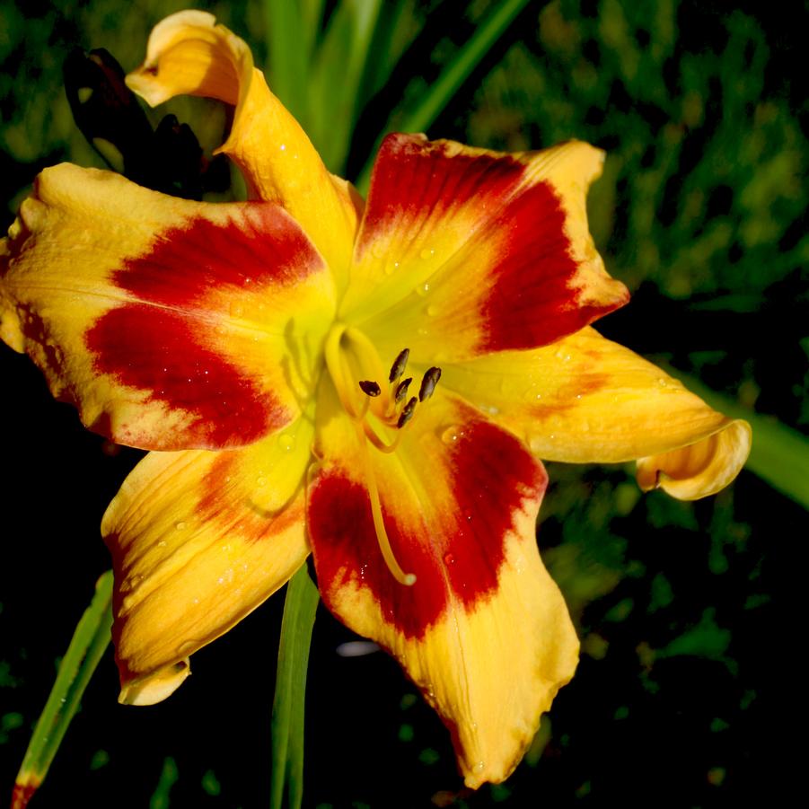 Hemerocallis Rainbow Rhythm TM Tiger Swirl