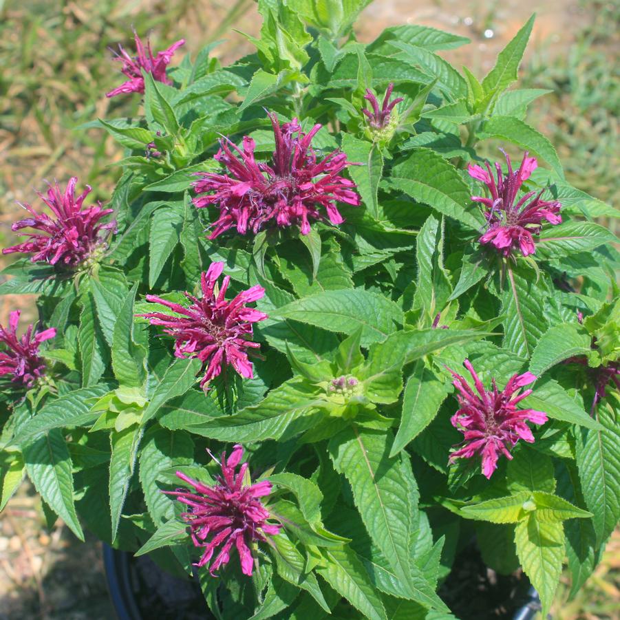 Monarda didyma Grape Gumball