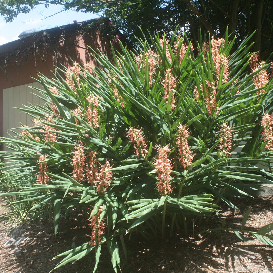 Hedychium Elizabeth