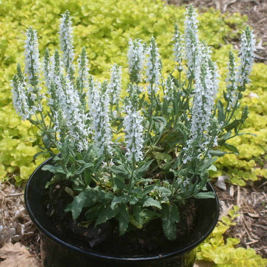 Salvia nemorosa Lyrical White