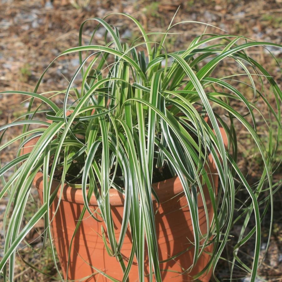 Carex oshimensis Feather Falls