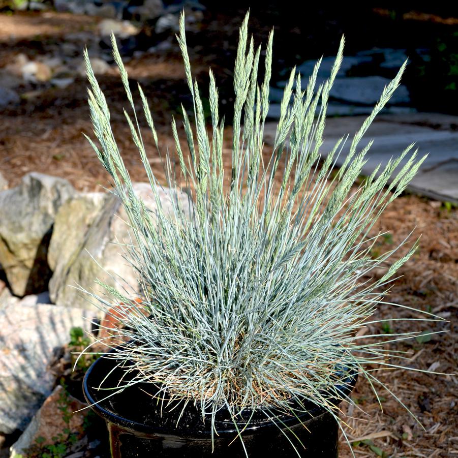 Festuca ovina var. glauca Cool As Ice